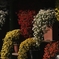 新宿御苑菊花壇展　１