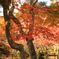 陽をうけて燃える紅葉・・・