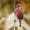 ベニマシコ♂