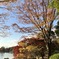 国営昭和記念公園の紅葉
