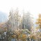 雪と紅葉の風景