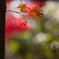 紅の葉