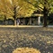 昭和記念公園の銀杏並木