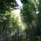 竹林にて