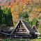 合掌造り紅葉風景