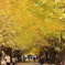 銀杏並木