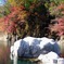 紅葉と白い岩〜沢入駅周辺