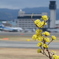 花と空港