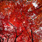 天も覆う紅葉