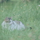 野良にゃんこ