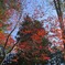 頭上にキラキラ紅葉