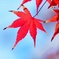 モミジ/ 紅葉
