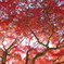 最乗寺の紅葉