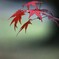 紅 葉