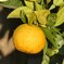 長徳寺のゆず(2)