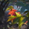 紅葉始まり