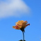 秋空にバラ一輪