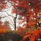 楓紅葉