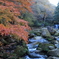 鳴滝森林公園の紅葉