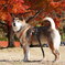 紅葉だワン
