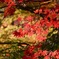 IMG_7975晩秋の紅葉