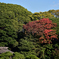 紅葉　浜離宮恩賜庭園③
