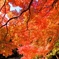 燃える紅葉