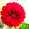 真っ赤なダリア