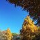 黄葉も美しい