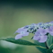 紫陽花