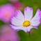 コスモス/ 秋桜