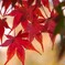 せせらぎ広場の紅葉～ⅲ