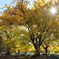 黄葉