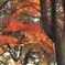 秋色　播磨中央公園にて