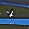 コウノトリ飛んだ