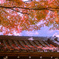 もみじ空と山門屋根
