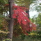 しだれる赤