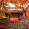 山門と紅葉