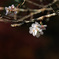 冬桜