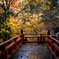 楓月橋の紅葉