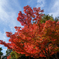 紅葉