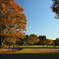 公園の秋