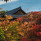 東福寺の紅葉