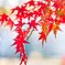 今年の紅葉