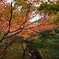 紅葉109