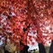 煌めく紅葉