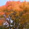 公園の紅葉