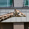 札幌市円山動物園にて