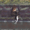 Osprey Dive…