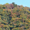 山の紅葉